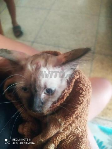 Petit chat siamois à vendre à bon prix - 2