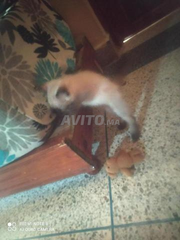 Petit chat siamois à vendre à bon prix