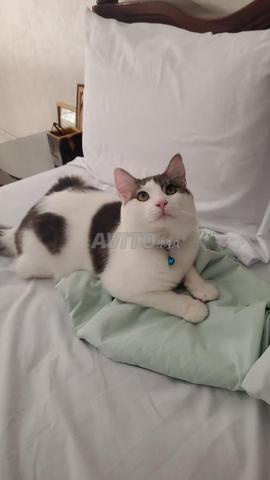 Chats à adopter au Maroc