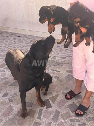 Chiot mâle Rottweiler - 2