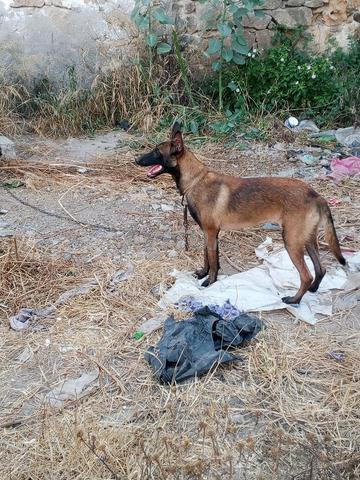 Malinois Belgique Race