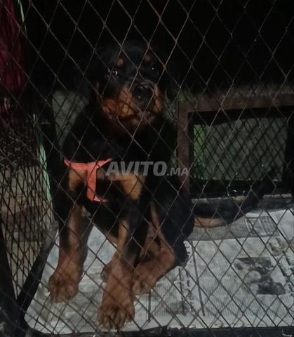 Femelle rottweiler - 2