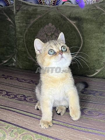 Chaton Scottish et British - 2