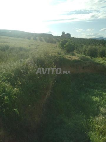 Terrain et villa à vendre à Ain Taguettat 5 hectares prix 250 millions - 2