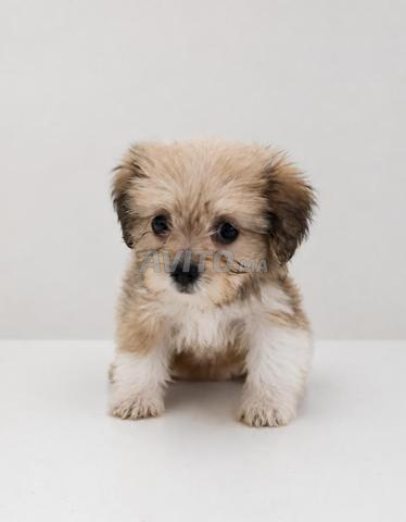 Vente Bichons Maltais Pur Race - 2