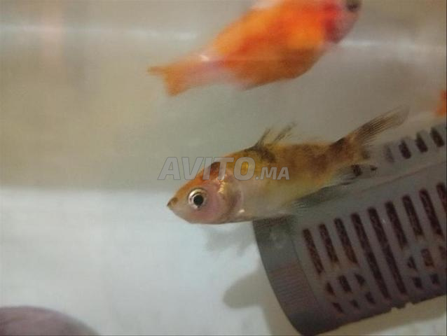 Poisson à vendre avec accessoires à Fès, prix très raisonnable pour tous - 2