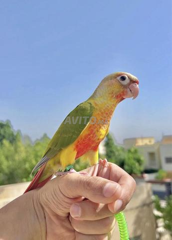 مولينو أناناس 1 مدرسة مزي 03 عدن