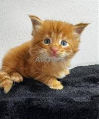 Chaton roux bébé - 2