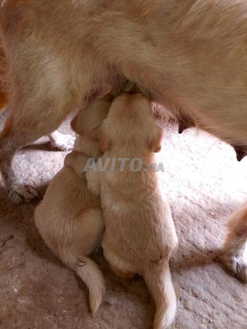 🐶 Deux chiots à vendre – Mâle et femelle - 2