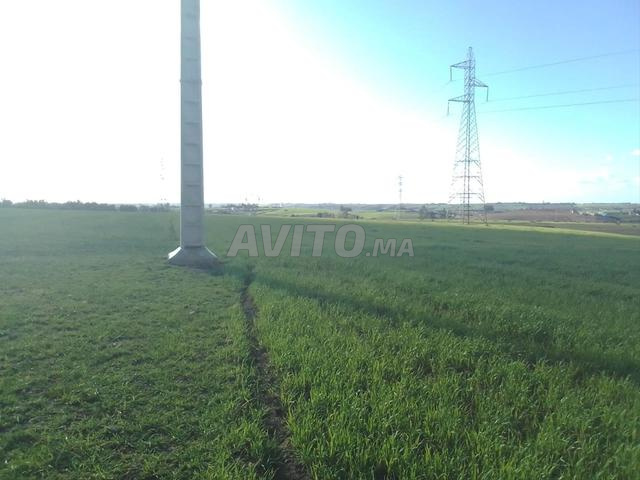 Terrain agricole titré de 10.5 hectares à Sahl/ Douar Mfalaha - 2