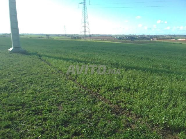 Terrain agricole titré de 10.5 hectares à Sahl/ Douar Mfalaha