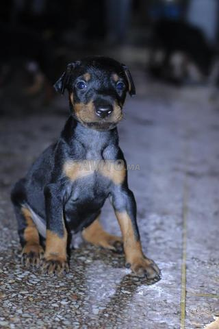 🐶 Magnifiques chiots Dobermann pure race 🐶