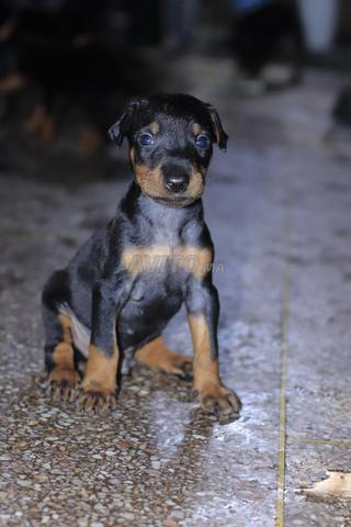 🐶 Magnifiques chiots Dobermann pure race 🐶 - 2