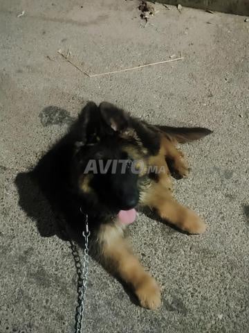Berger allemand pure race pedigree poils longs.