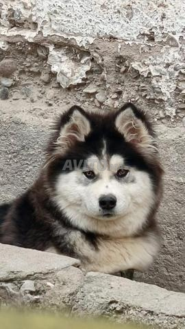 Chien Husky pur à vendre à un prix très raisonnable