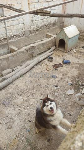 Chien Husky pur à vendre à un prix très raisonnable - 2