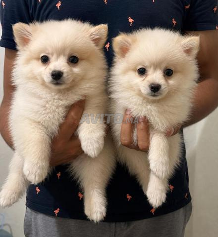 Spitz Pomeranian nain