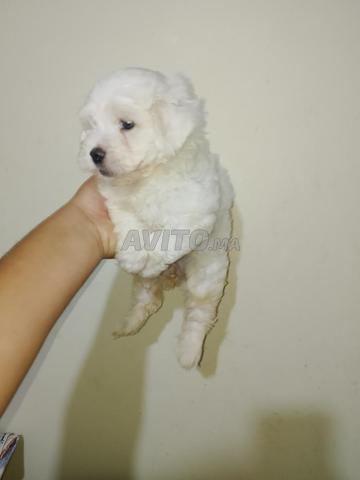 Bichon Maltais - 2