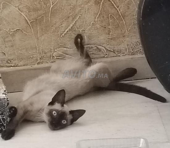 Chat Siamois - 2
