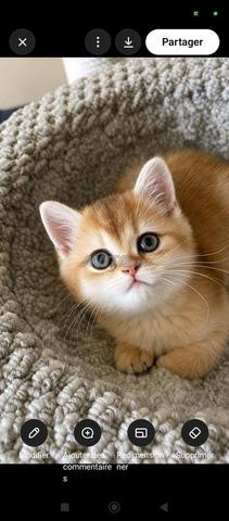 British Shorthair Golden 🧡