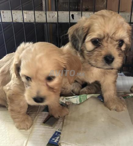 Bichon Havanais nain