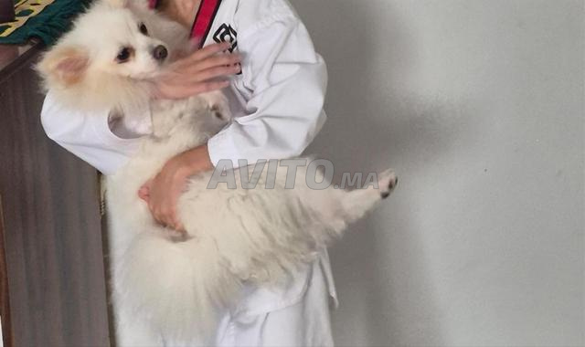 Chienne Spitz Allemand Poméranien