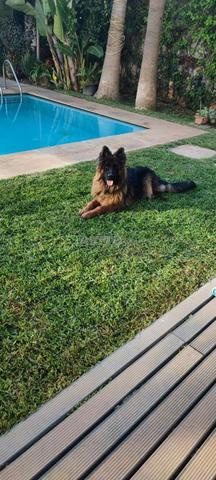 Dressage de chien - 2