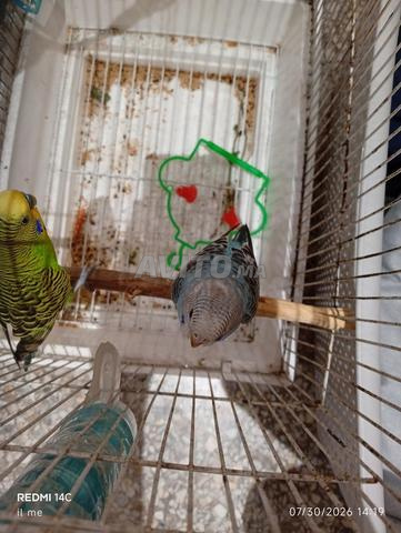 Deux oiseaux perruches verts et bleus - 2