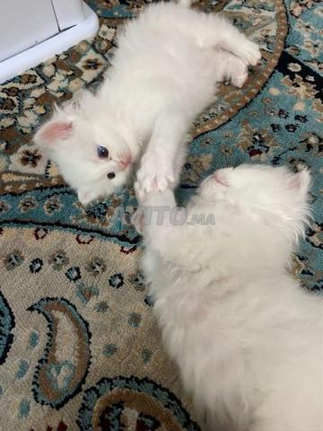 Chat Scottish Fold - 2