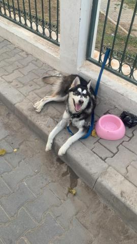 Chien husky avec tous les accessoires et carnet