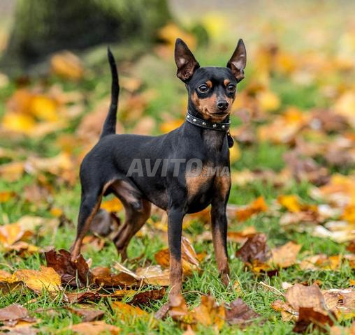 Chien pinscher femelle - 2