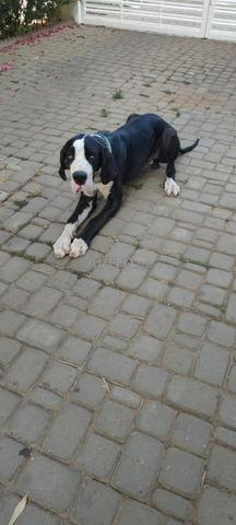 dressage pour chien - 2