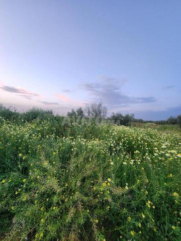 أرض مسجلة للبيع - 2