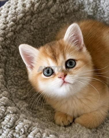 British Shorthair Golden 🧡