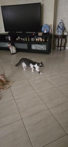 قطط 🐱 مجانية للإعطاء - 2