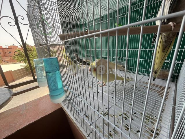 Marrakech Azouzya