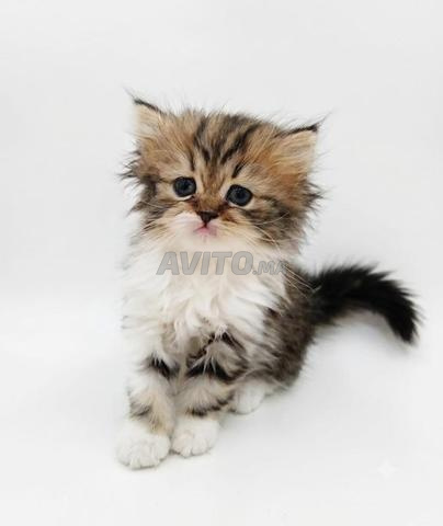 Chatons persans habitués à la laitière