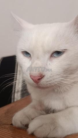 قط للتنازل