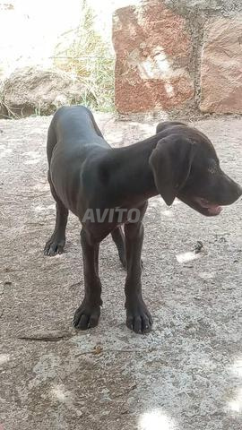 Chiens de chasse croisés Setter et Pointer - 2