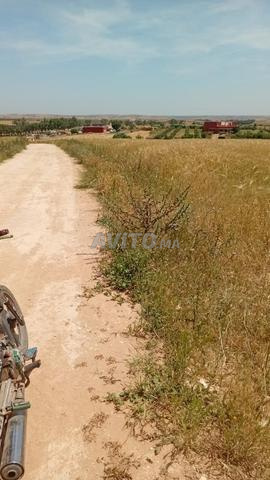 أرض فلاحية محفظة للبيع في ابن معاشو بثمن جد مناسب