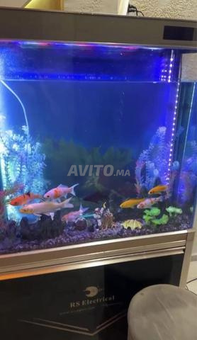 حوض سمك RS 240 لتر مع خزانة