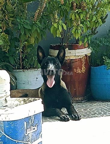 Mâle Malinois pur, vacciné - 2