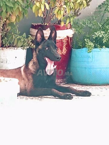 Mâle Malinois pur, vacciné