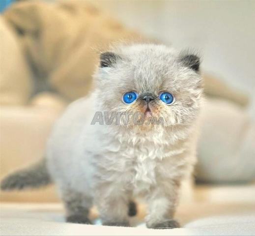 chaton persan - 2