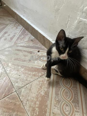 chaton à adopter