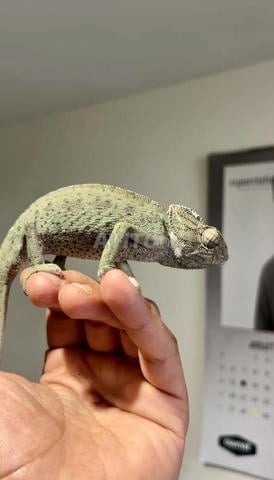 Chameleon reptile - 2