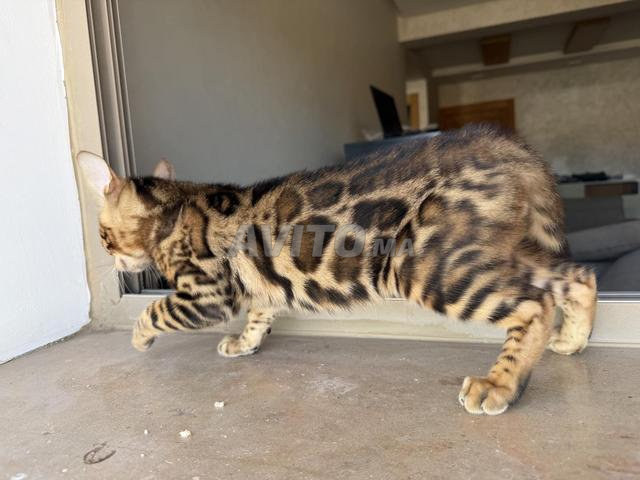 Chatons Bengal