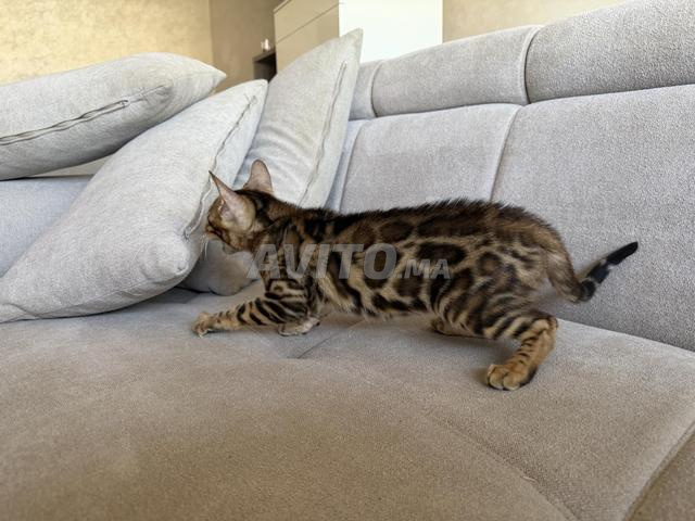 Chatons Bengal - 2