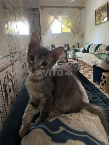Chaton à adopter