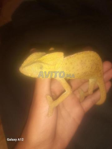 حرباء بصحة جيدة وسريعة التلون
